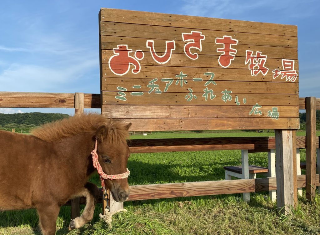 ミニチュアホース ふれあい 牧場 北海道 馬 体験 観光 動物 ペット 販売