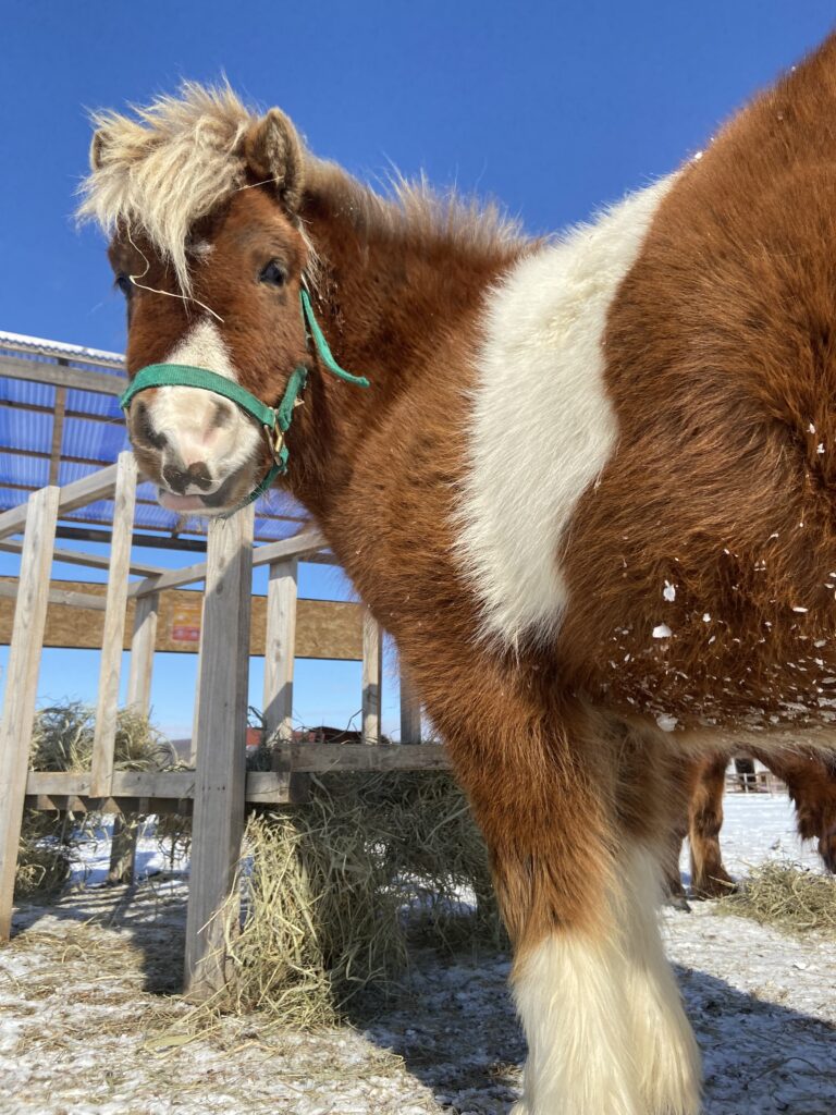 ミニチュアホース 馬 ポニー 誕生日 スイ 梵天丸 お祝い コスプレ 北海道 牧場 おひさま牧場 ハッピーバースデー おめでとう 観光 幼少期 若い 子守 頼りになる存在 よき兄 優しい 3歳 1歳