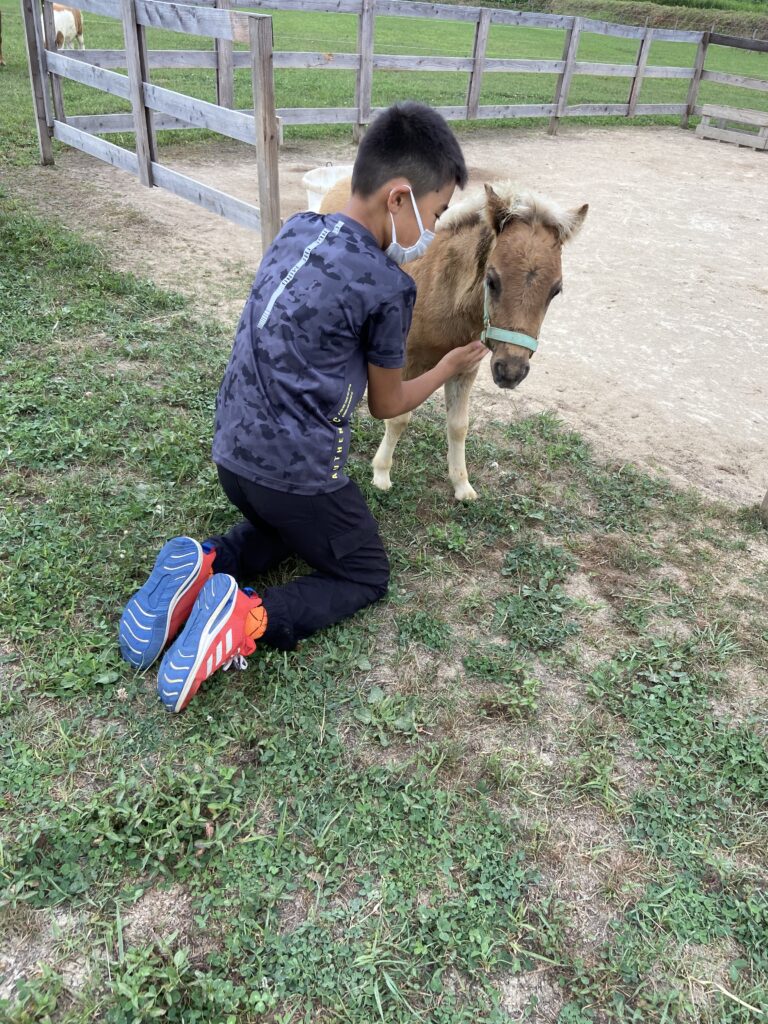 ミニチュアホース ふれあい 牧場 北海道 馬 体験 観光 動物 ペット 販売